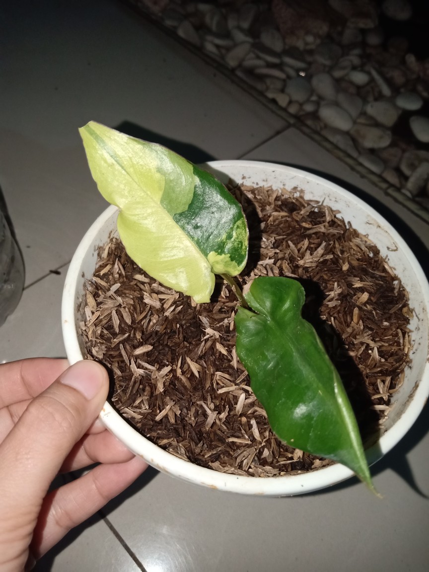 Tanaman Brekele /brulemax Varigata