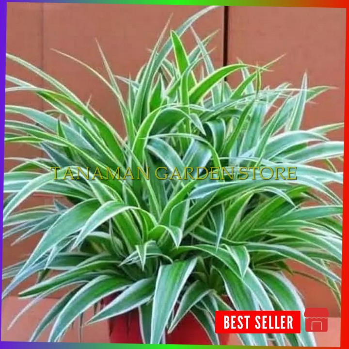 Paket 100 Tanaman hias lili paris umbi