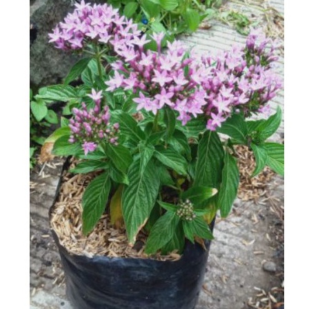 tanaman hias bunga pentas/bunga pentas /tanaman hidup /bagus untuk indor maupun outdoor-, bisa cod