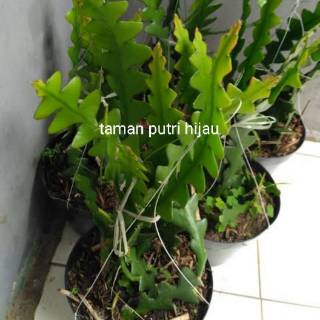 Tanaman hias bunga wijaya kusuma warna kuning gergaji Tanaman hias bunga wijaya kusuma warna kuning gergaji