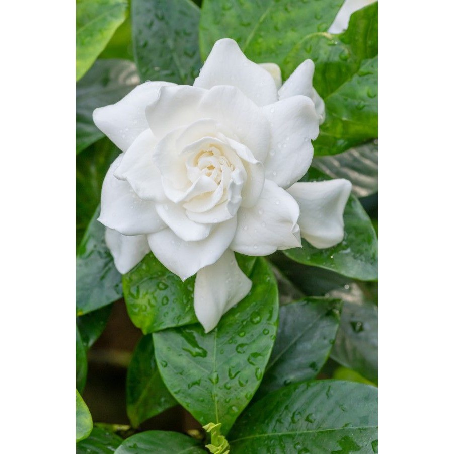 Benih Bibit Biji - Bunga Gardenia (Cape Jasmine) Flower Seeds - IMPORT