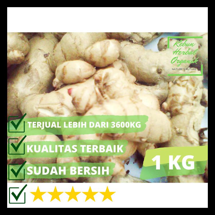 

KUNYIT / TEMU PUTIH SEGAR 1KG CURCUMA ZEDOARIA HERBAL KANKER TERLARIS