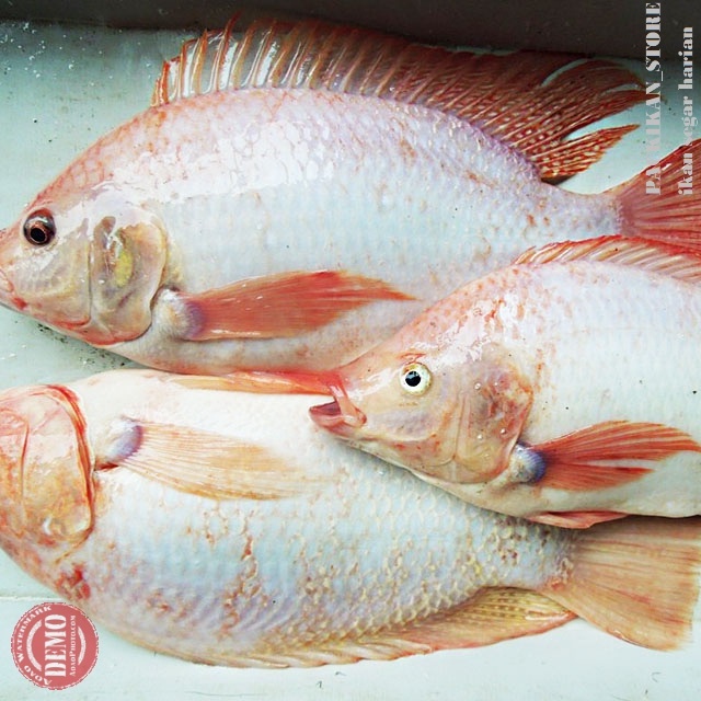 

IKAN NILA MERAH 1-2 EKOR FRESH DAN BERGARANSI