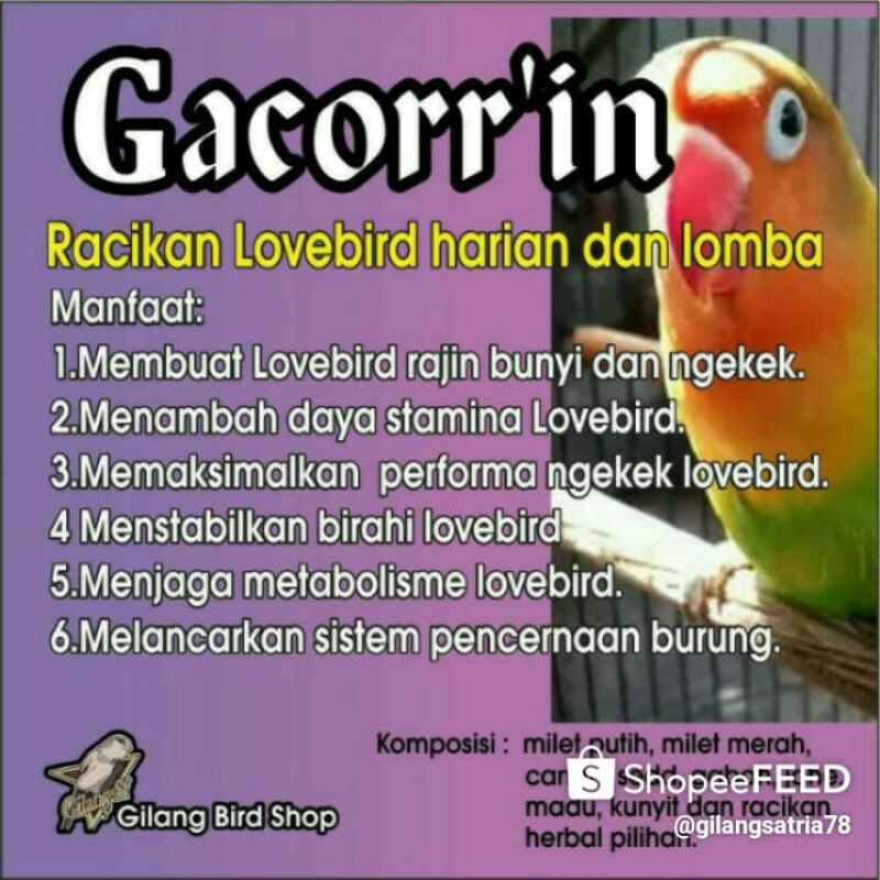 PAKAN LOVEBIRD NGEKEK