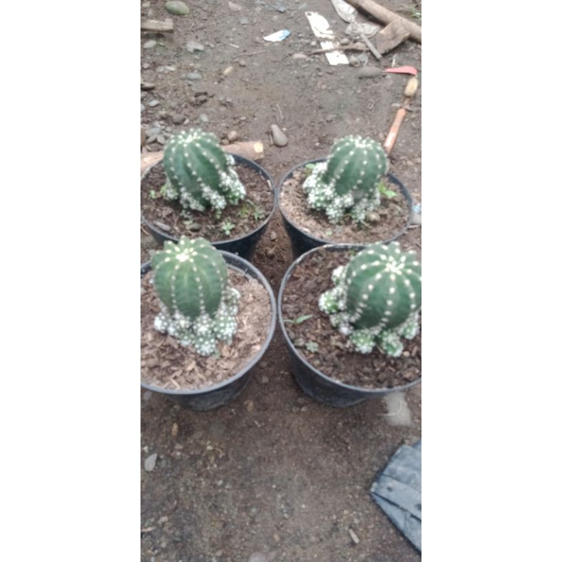 kaktus Kalimantan import ownroot