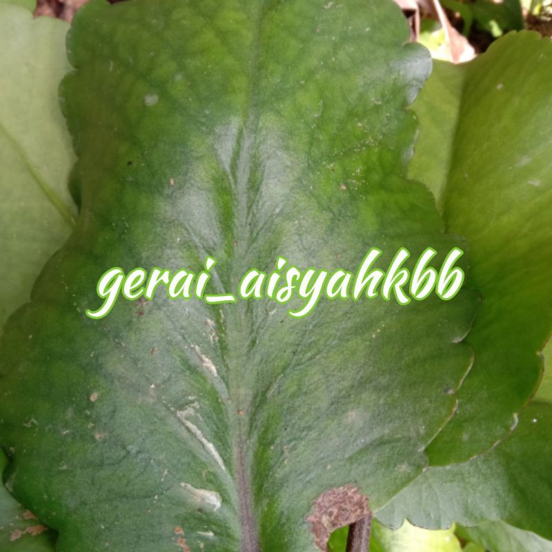 

Daun Cocor Bebek/Buntiris segar 500gram