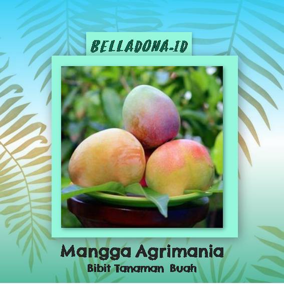 

Bibit Tanaman Buah Mangga Agrimania