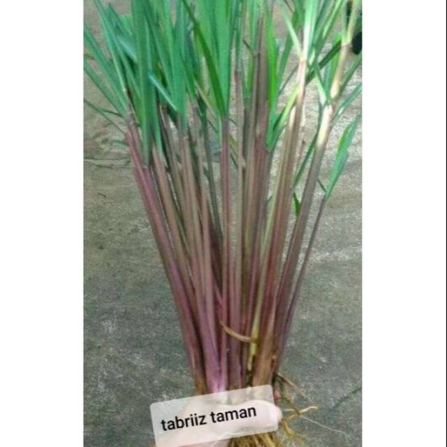 Jual 2.2 COD SALE Jual Pohon Sereh Wangi - Tanaman Pengusir Nyamuk ...