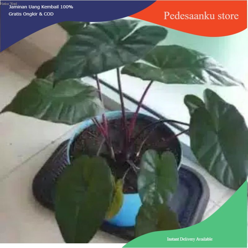 bibit tanaman sente hitam - keladi hitam - keladi wulung - kompong hitam - lumbu ireng- lumbu wulung