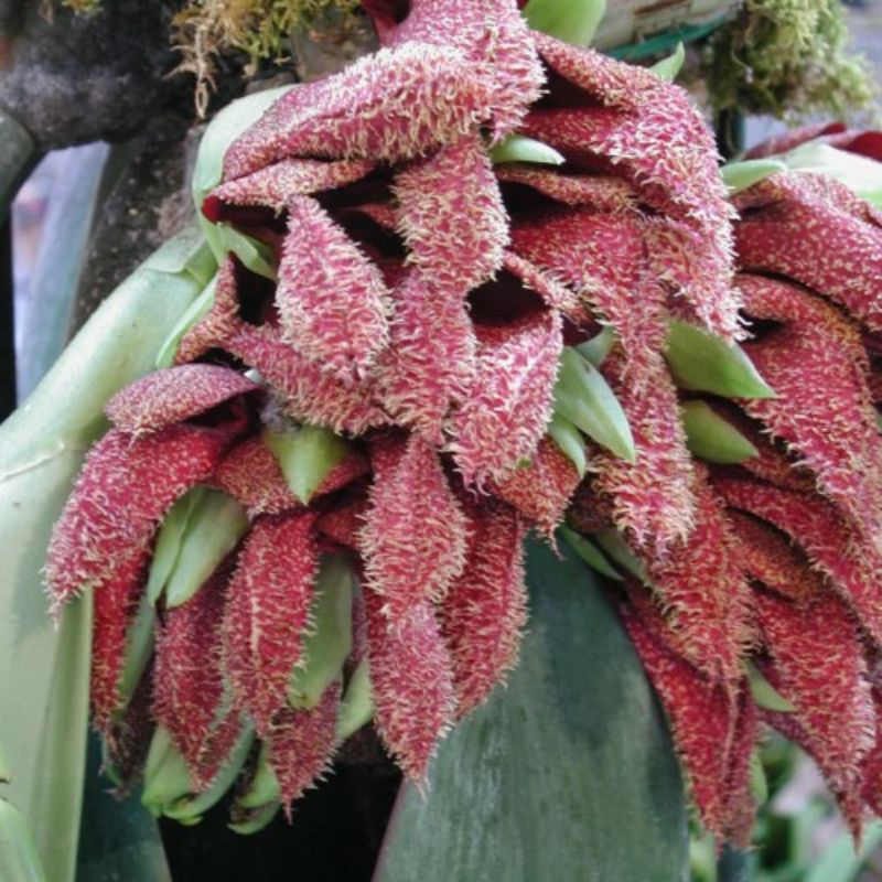 Bulbophyllum Phalaenopsis Atau Anggrek Dasi