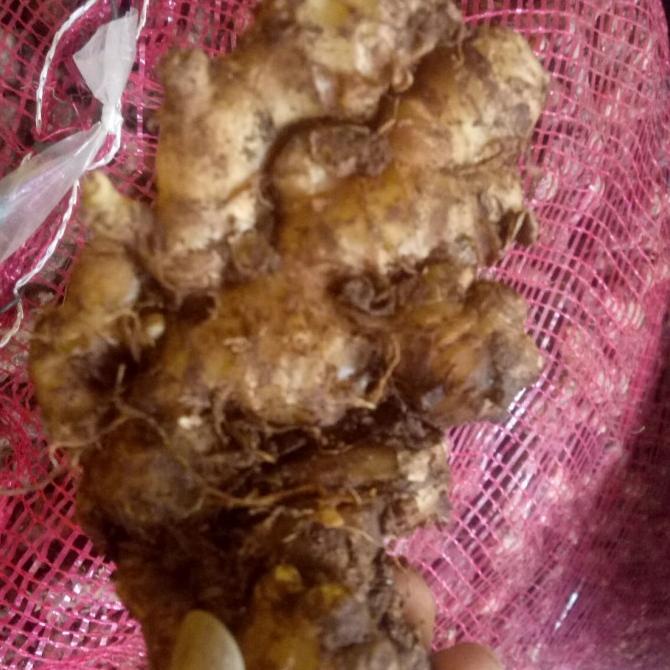 

PROMO jahe emprit jawa 1kg bersih MURAH