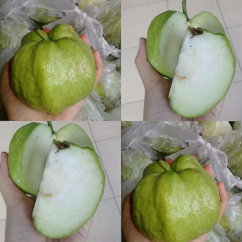 jambu kristal siap berbuah