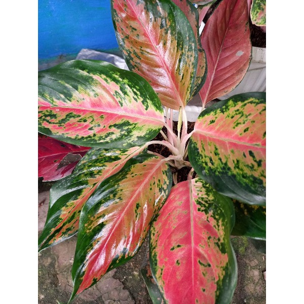 Aglonema kochin tembaga Compacta menor