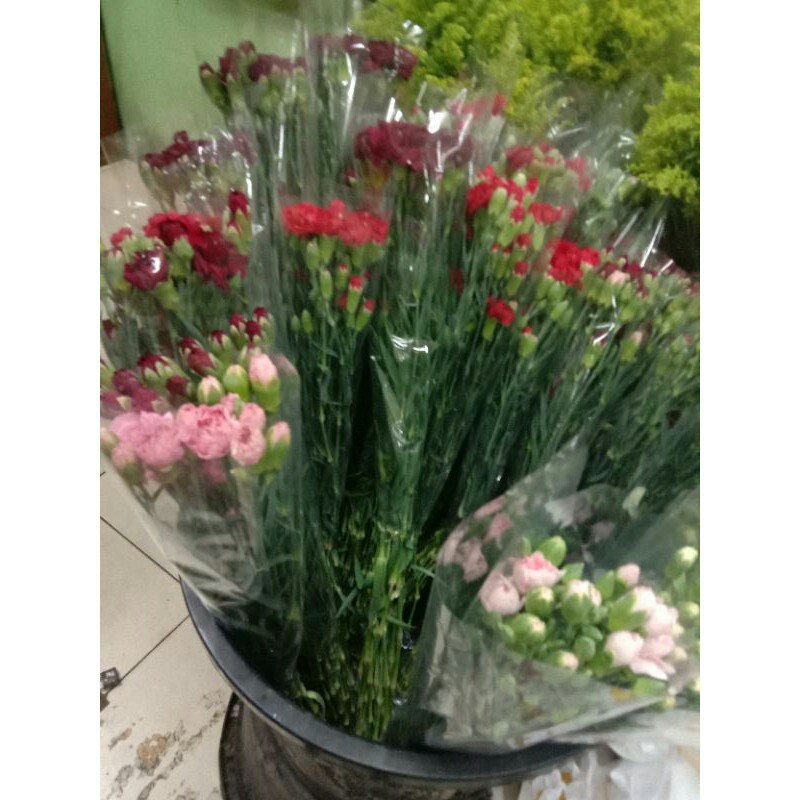 bunga carnation segar / bunga potong segar cantik fresh