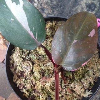  Tanaman Hias Philodendron Pink  Princess Ivanstore8 