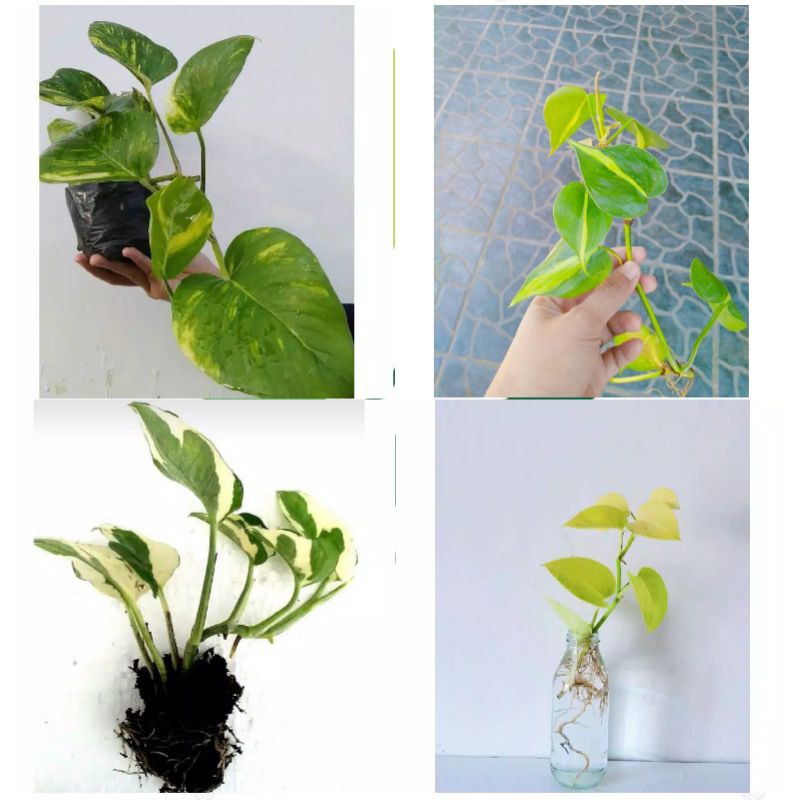 Paket 4 STEK Batang Sirih gading - Sirih gading Hijau, Brazil, Enjoy Variegata, lemon
