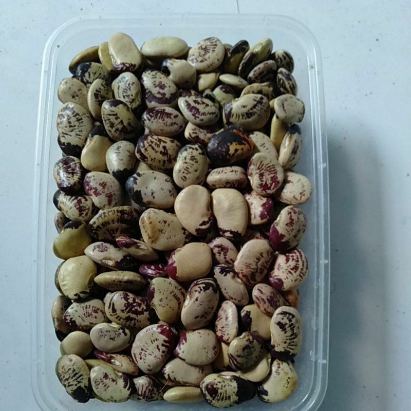 

Kacang Bahan Roti ~Board Bean ~Fava Bean~Koro sayur