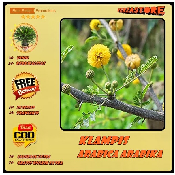 biji benih tanaman bonsai Klampis Arabica Arabika /10 biji