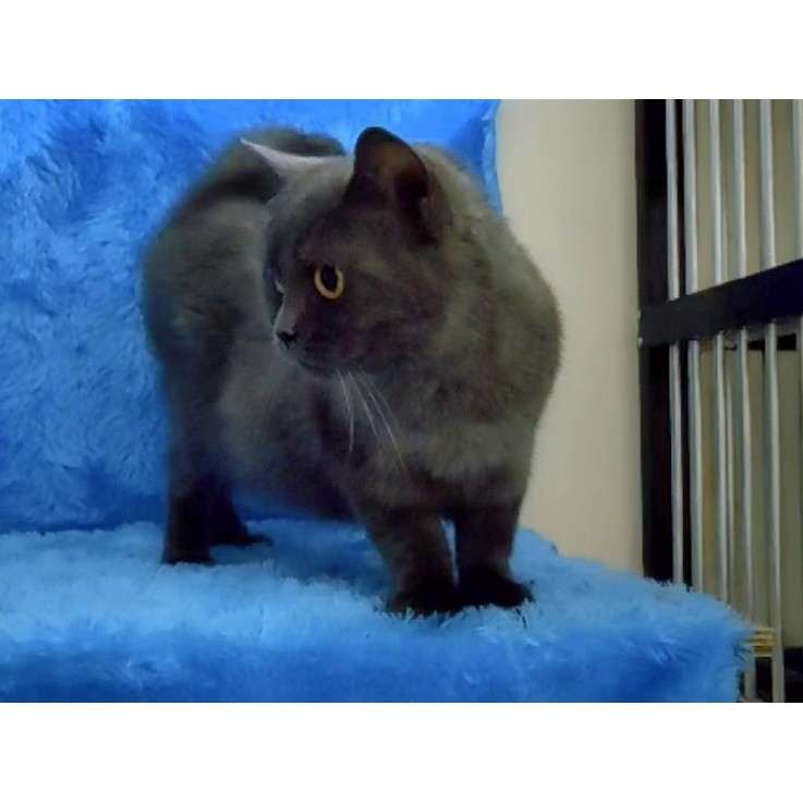 SOLD KUCING BSH X MUNCHKIN NO PERSIA NO ANGGORA NO HIMALAYA NO RUSSIAN BLUE
