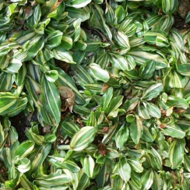 Rumput gajah mini varigata (1meter)