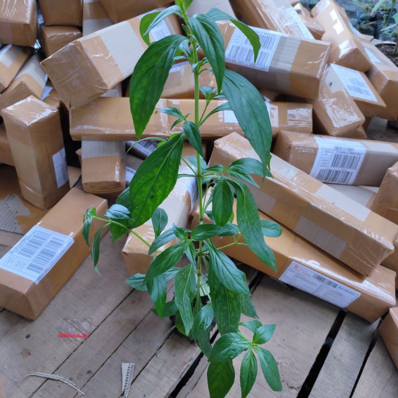 Bibit samiloto tanaman sambiloto (obat herbal)