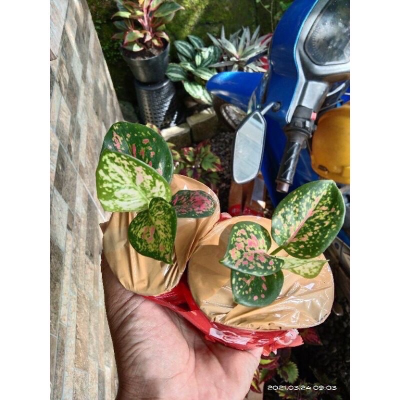 Aglonema Tri Colour Baby/Anakan