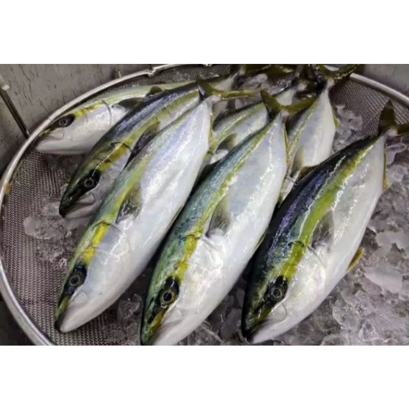 

Ikan Salem Segar 1Kg / Hasil Laut Segar Harian BERGARANSI