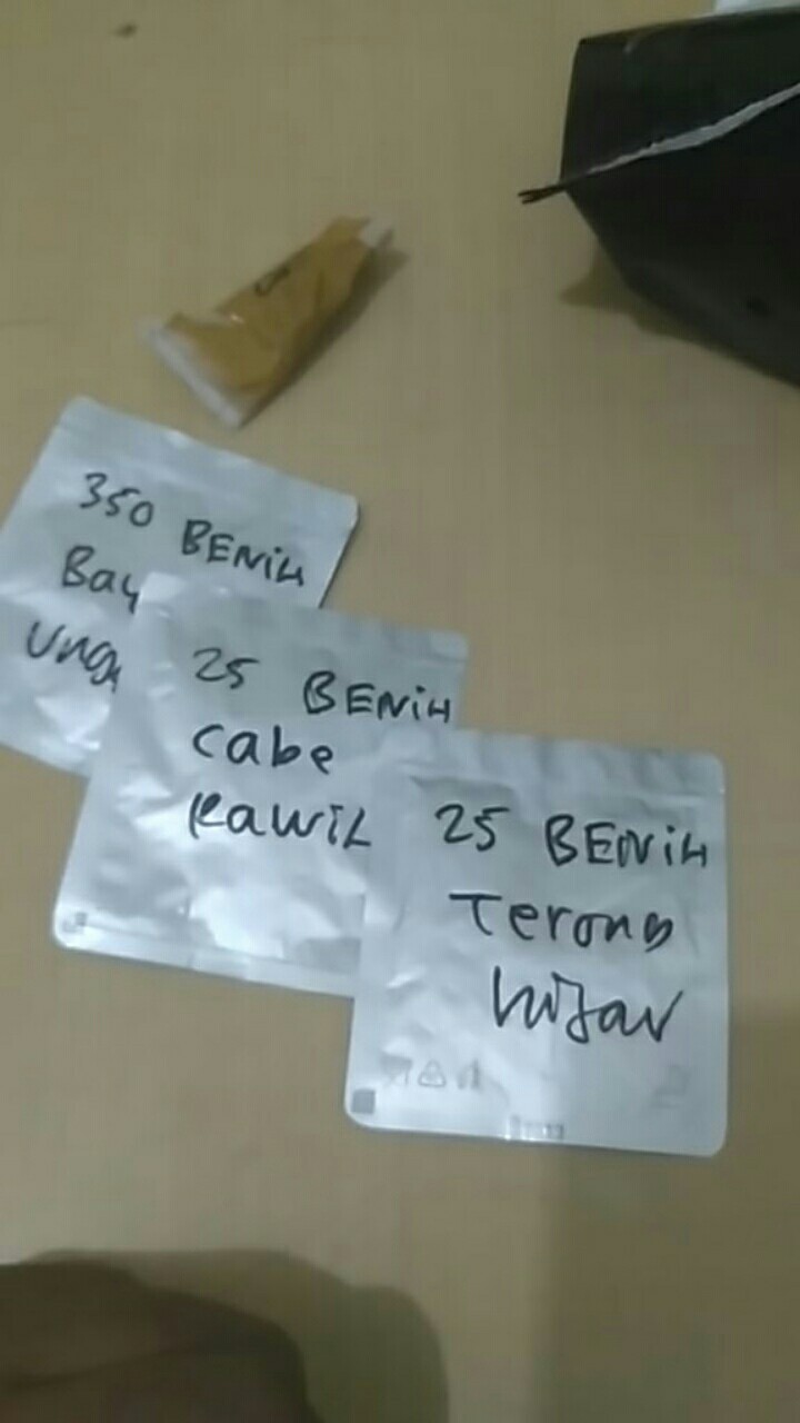 25 Benih Biji Terong Unggul Liberto