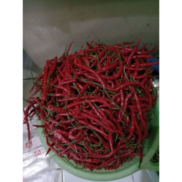 

Cabe Merah Keriting