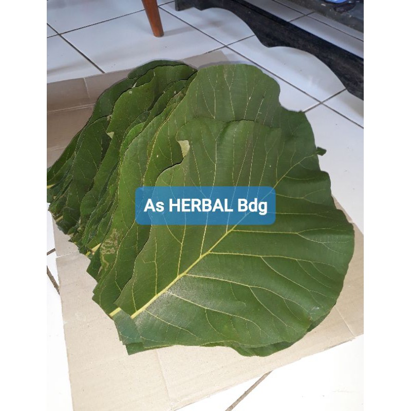 

Daun Jati Segar jati jawa 1 Kg fresh-az