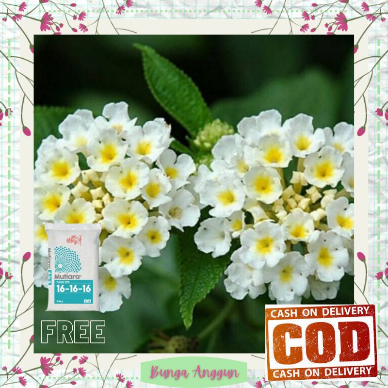 Tanaman Bibit Bunga Kembang Hias Bonsai Lantana Putih Hidup Asli Tanaman Hias Hiasan Taman