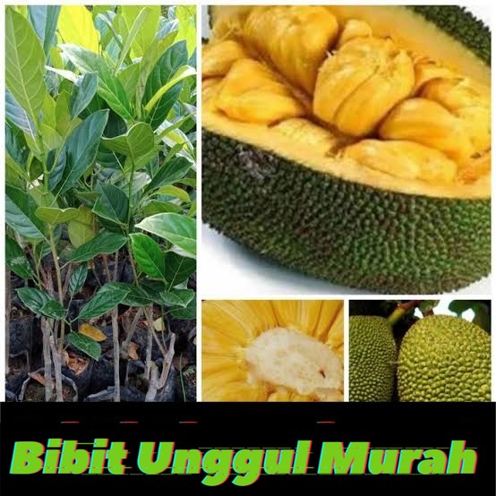 bibit nangka kandel