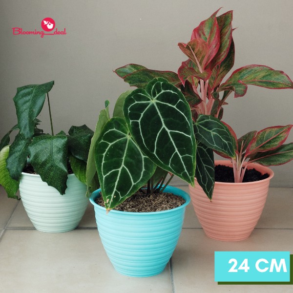 Calista Pot Bunga Oentoeng 24cm / Pot Tanaman Plastik Tawon 24cm