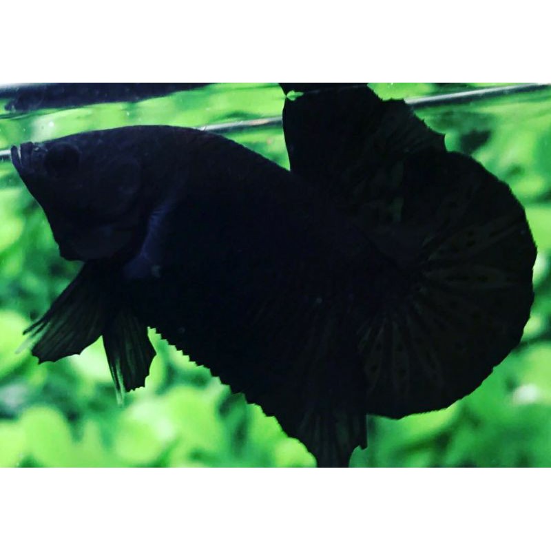 Ikan Cupang Super Black Grade Shopee Indonesia