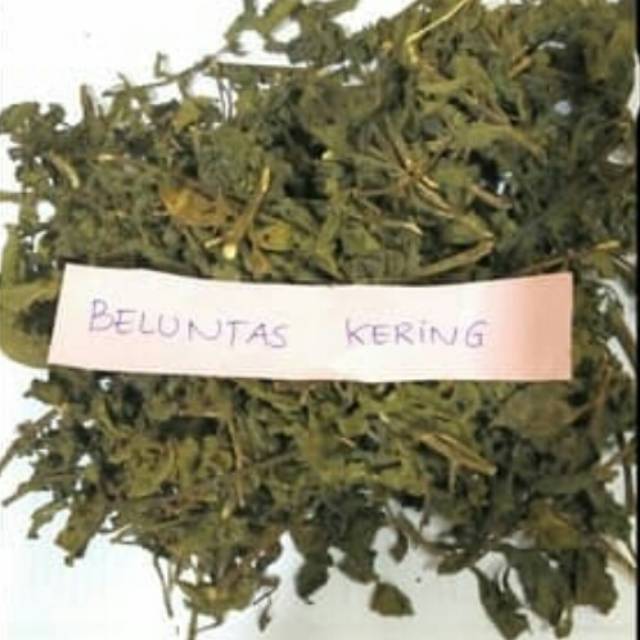 

Beluntas kering