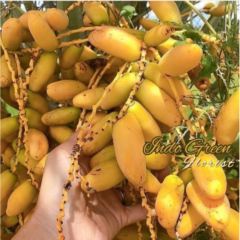 Bibit Kurma KL1 & H1 Thailand/ tanaman buah kurma Tropis Termurah