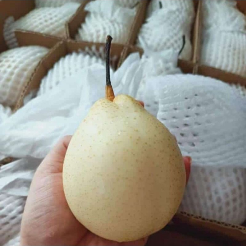 

Pir Madu / Sweet Pear rasa manis dan banyak air