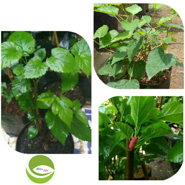 Bibit Tanaman Buah Mulberry/Pohon Buah Mulberry/Buah Murbey