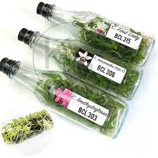 Anggrek botol cattleya banyak warna - Bibit Anggrek Cattleya Botol Siap Aklim warna mix