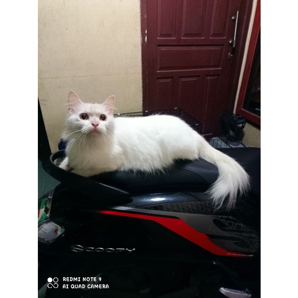 kucing persia betina whitesolid sedang hamil