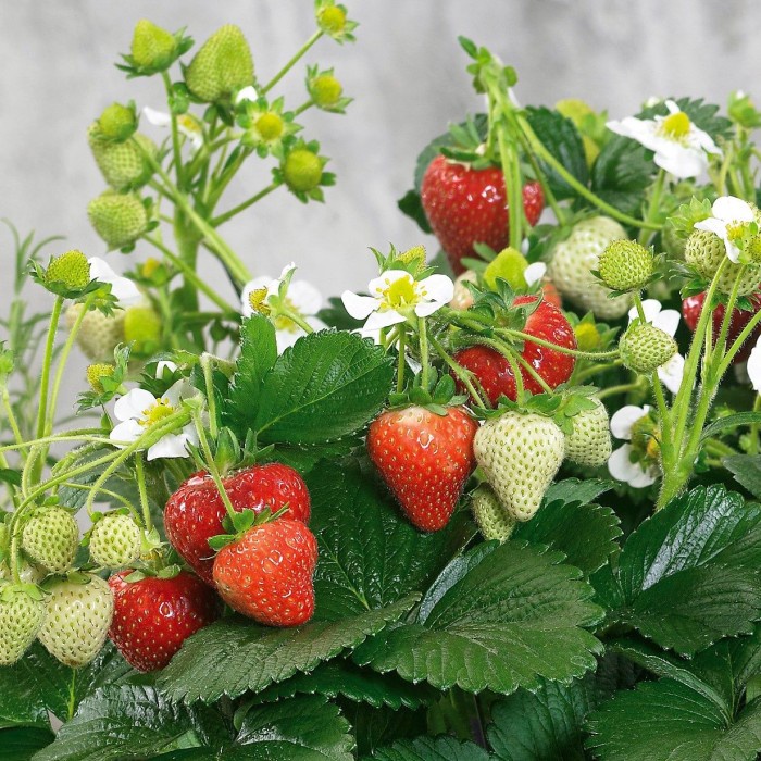 Bibit TANAMAN Pohon Strawberry MENCIR berbuah besar DAN manis