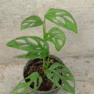 Tanaman hias monstera janda bolong | Shopee Indonesia