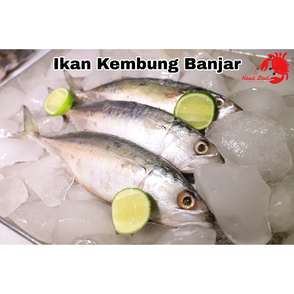 Fresh Ikan Kembung Banjar 1 Pack 1 Kilogram Isi 8 Ekor Size 100 200 Gram Ekor Shopee Indonesia