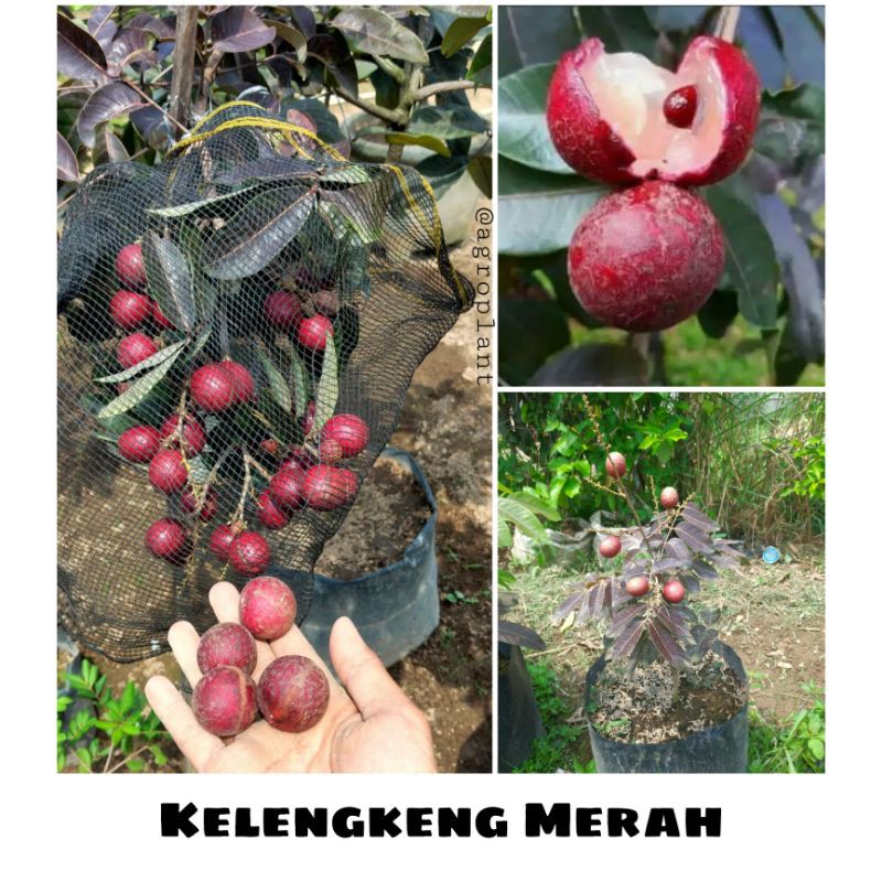 Bibit Buah Kelengkeng Merah Bibit Kelengkeng Merah Cepat Berbuah Dalam Pot Bibit Kelengkeng Merah Ta
