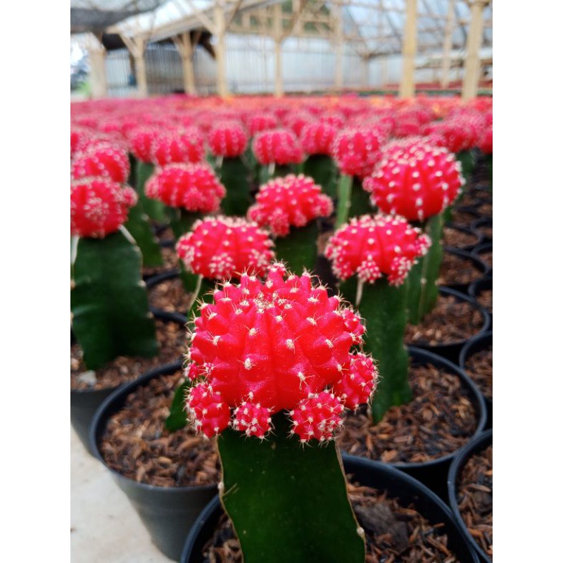 Sukulen Kaktus Gymno Moon Merah - Sukulen Bandung
