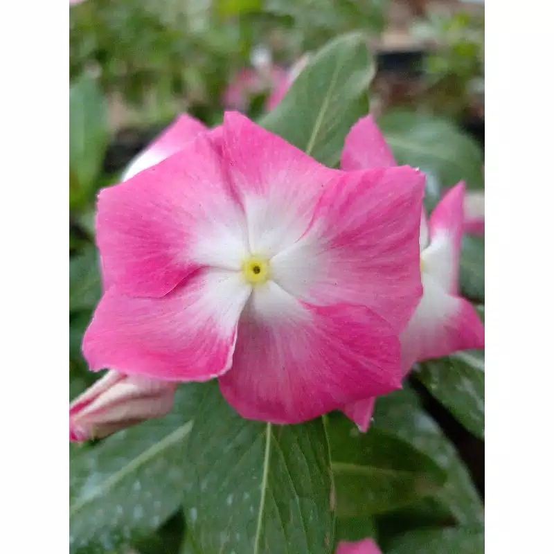 Jual Benih Bibit Bunga Vinca Gantung Pink Soft