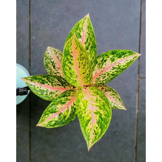 AGLONEMA SILVER BELL/TANAMAN HIAS AGLAONEMA SILVER BELL