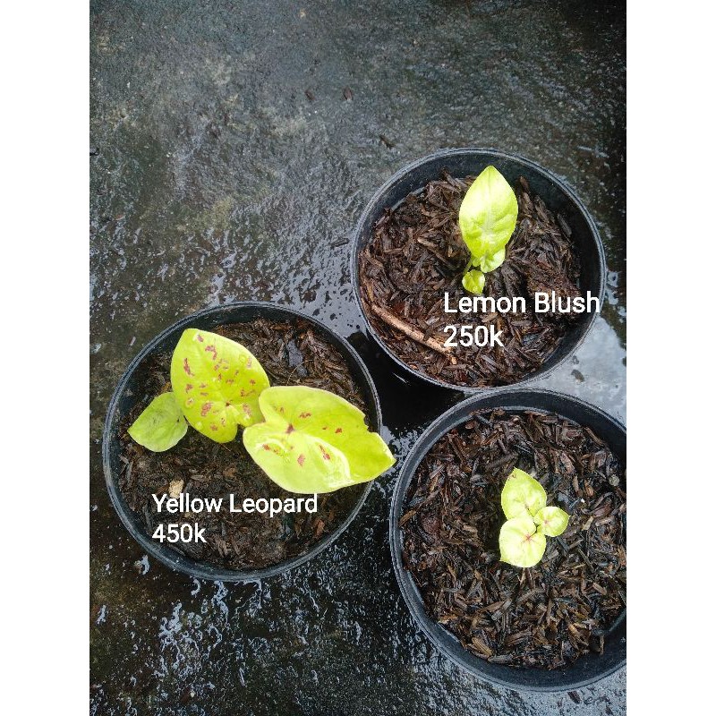 Anakan Keladi Caladium Yellow Leopard