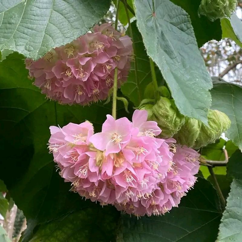 bibit bunga bombeya pakan tawon klanceng