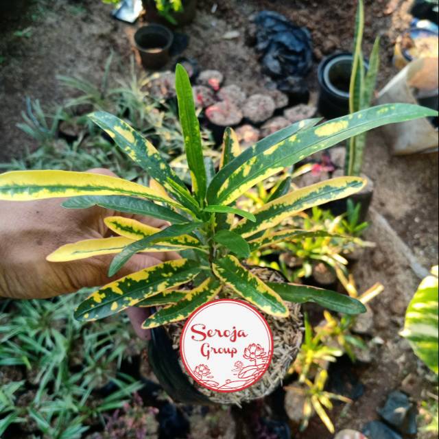 Tanaman Hias Puring Teri /pohon puring teri